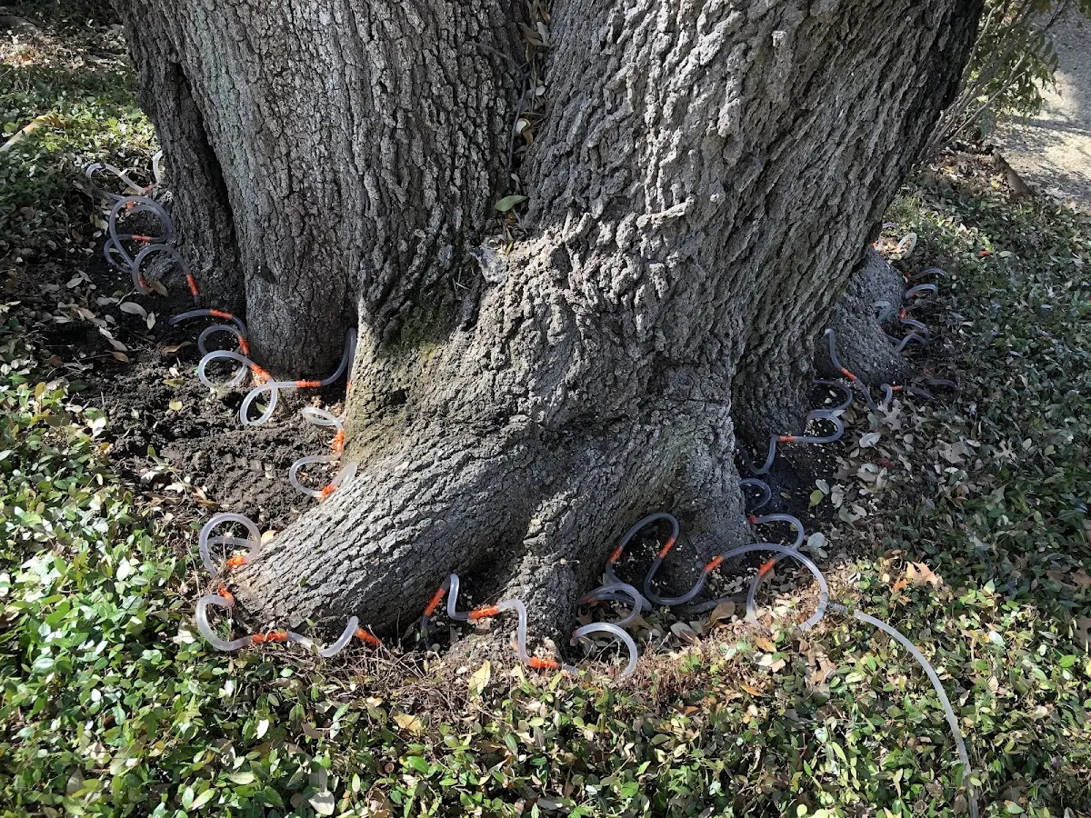 Detailed Tree Cabling and Bracing job site in Scroggins